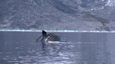 Beyaz kutup ayısı bir ölü balina Svalbard, suda yüzüyor.
