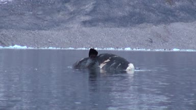 Svalbard kayalık sahil, suda ölü balina yakınındaki beyaz kutup ayısı.