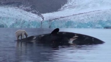Svalbard kayalık sahil, suda ölü balina yakınındaki beyaz deniz ayısı.