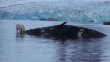 Svalbard kayalık sahil, suda ölü balina yakınındaki beyaz kutup ayısı.