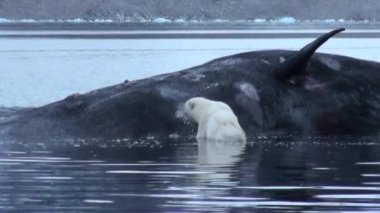 Beyaz kutup ayısı suda ölü balina Svalbard kayalık sahil yiyor..