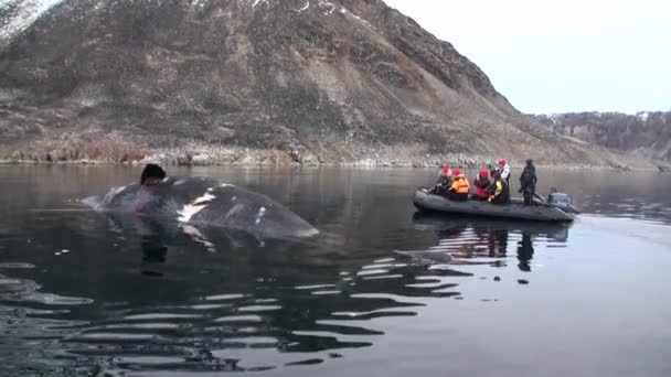 Mensen in de boot in de buurt van de grote walvis ligt dood in water van Noordpool. — Stockvideo