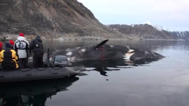 Mensen in de boot in de buurt van de grote walvis ligt dood in water van Noordpool. — Stockvideo