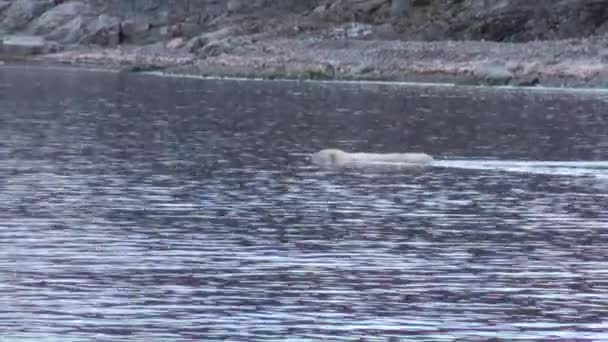 白熊在斯瓦尔巴特水中的岩石海岸附近游泳. — 图库视频影像