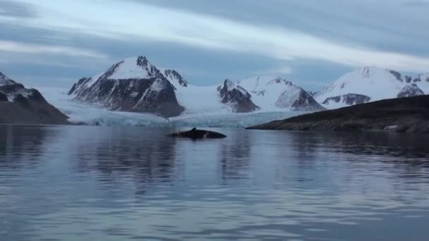 Witte ijsbeer in de buurt van een dode walvis in water bij de rotsachtige kust van Spitsbergen. — Stockvideo