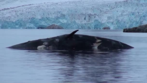 White polar bear near a dead whale in water at the rocky shore of Svalbard. — Stock Video