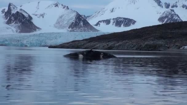 Bílé moře medvěd žere mrtvou velrybu ve vodě Špicberky. — Stock video
