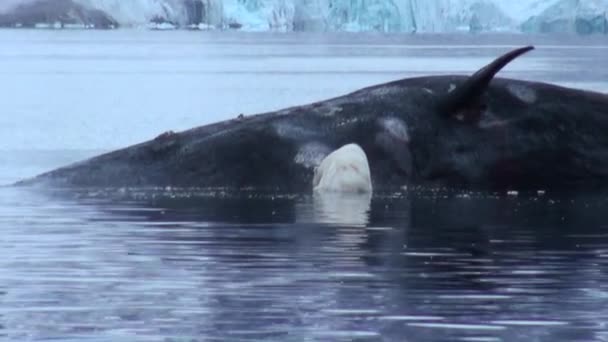 Oso Polar Blanco come ballena muerta en el agua de Svalbard . — Vídeos de Stock