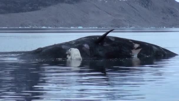 White Polar Bear eats dead whale in water of Svalbard. — Stock Video
