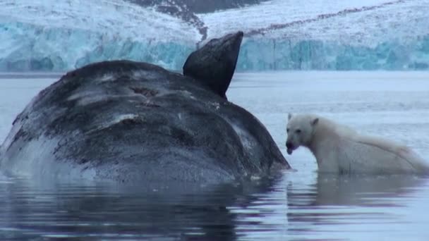 White Polar Bear eats dead whale in water of Svalbard. — Stock Video