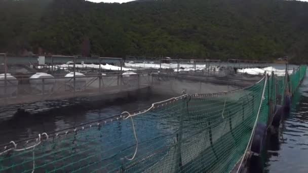 新西兰海岸背景下的牡蛎农业技术产业. — 图库视频影像
