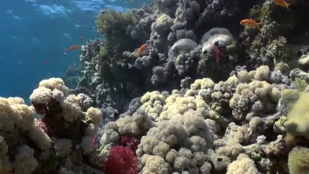 Школа барвистих риб на тлі коралового рифового пейзажу під водою . — стокове відео