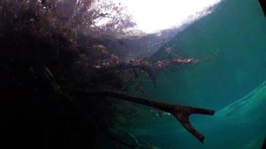 Yucatan cenotes mağaralarda su altında ağaçlar kökleri.