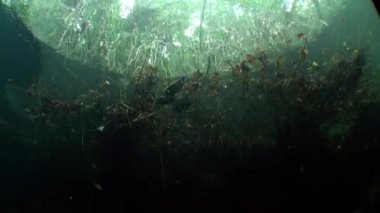 Sualtı ağaçlarda Yucatan cenotes mağaralar.