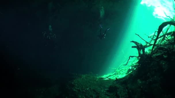 Roots of trees underwater in Yucatan cenotes caves. — Stock Video