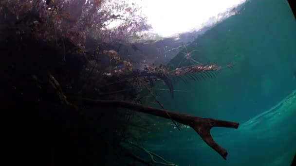 Raíces de árboles bajo el agua en las cuevas de cenotes de Yucatán . — Vídeo de stock