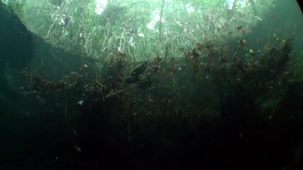 Fák víz alatti Yucatan cenoték barlangok. — Stock videók