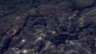 Grayling sualtı dağ nehir Temnik Balıkçılık Balık..