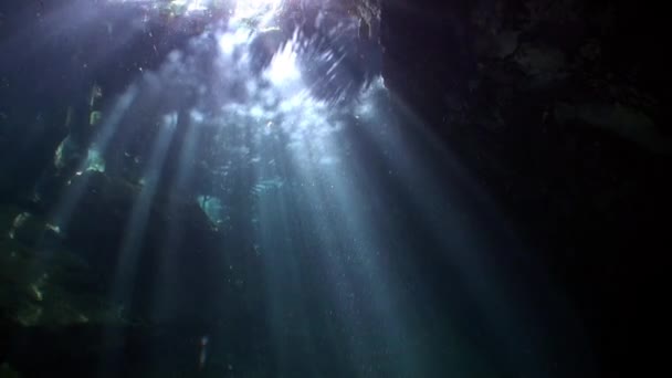 Meksyk Jukatan cenotes pod wodą. — Wideo stockowe