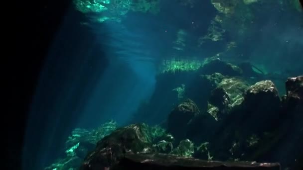 Yucatan Mexico cenotes onderwater. — Stockvideo