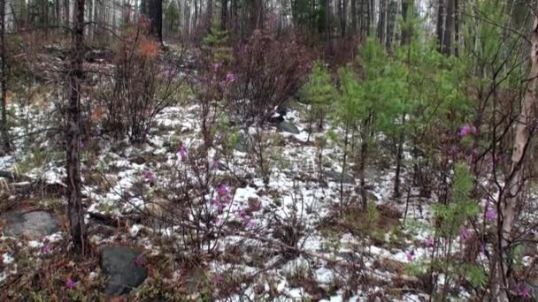 Flores y plantas en la orilla del río en la montaña Siberia Rusia. — Vídeo de stock