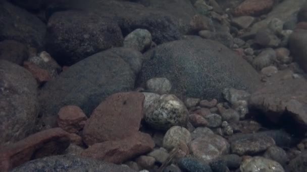 Čistá voda a kamenné dno na jaře v horské řece Temnik. — Stock video