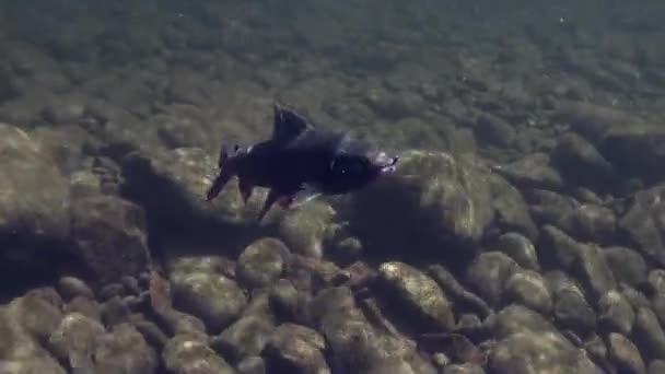 Grayling pescado en el gancho bajo el agua en la pesca en el río Temnik Montaña . — Vídeo de stock