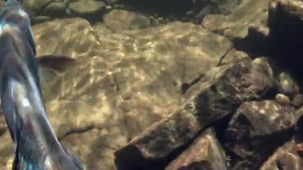 Grayling fish on the hook underwater on fishing in Mountain river Temnik. — Stock Video