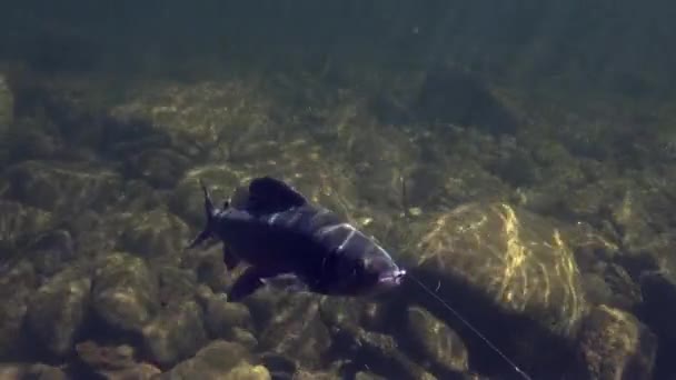 Grayling pescado en el gancho bajo el agua en la pesca en el río Temnik Montaña . — Vídeos de Stock