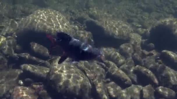 Vlagzalm vis aan de haak onderwater op Bukit Patoi berg Azië man. — Stockvideo