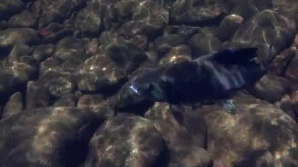 Grayling fish underwater on fishing in Mountain river Temnik. — Stock Video