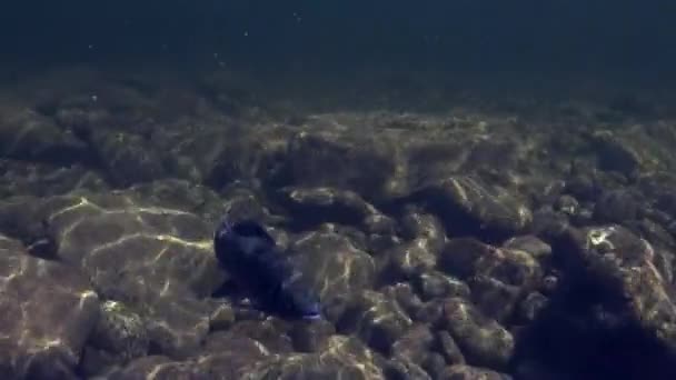 Grayling pescado bajo el agua en la pesca en el río de montaña Temnik . — Vídeo de stock