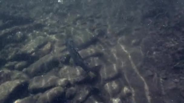 Grayling pescado bajo el agua en la pesca en el río de montaña Temnik . — Vídeos de Stock