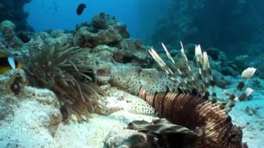 Dev predator ortak lionfish Pterois volitans Red Sea'deki/daki balık avı.
