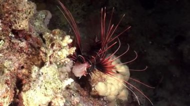 Zehirli balık ortak lionfish Pterois volitans Kızıl Deniz altındaki çizgili.