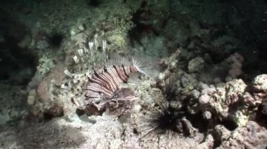 Ortak lionfish Pterois volitans devourer deniz sakinleri için balık avı.