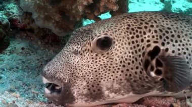 Dişlek dev kirpi balığı Arothron stellatus sualtı Shaab Sharm.