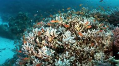 Sualtı mercan kırmızı deniz hakkında video sakin ol.