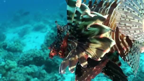 Striped poisonous fish Common lionfish Pterois volitans on bottom of Red sea. — Stock Video