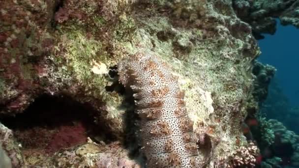 Mısır'daki Bohadschia Graeffei deniz salatalık su altında. — Stok video