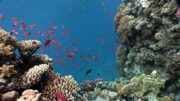 다른 산호 수 중 붉은 바다의 배경에 밝은 물고기의 학교. — 비디오