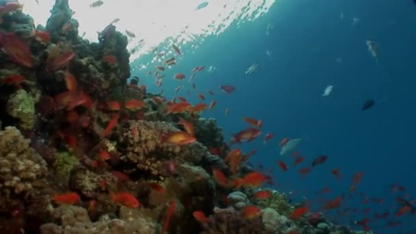 El vídeo submarino relajante sobre la naturaleza marina en puro transparente del Mar Rojo . — Vídeo de stock