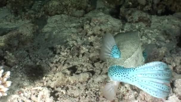 Peixe-balão gigante subaquático de Shaab Sharm . — Vídeo de Stock