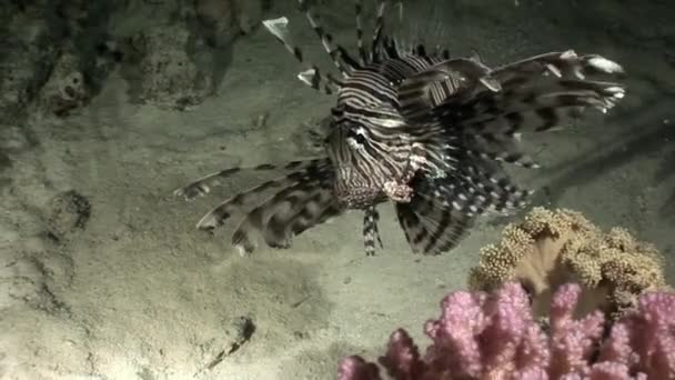 Depredador gigante Pez león común Pterois volitans caza peces en Mar Rojo . — Vídeos de Stock