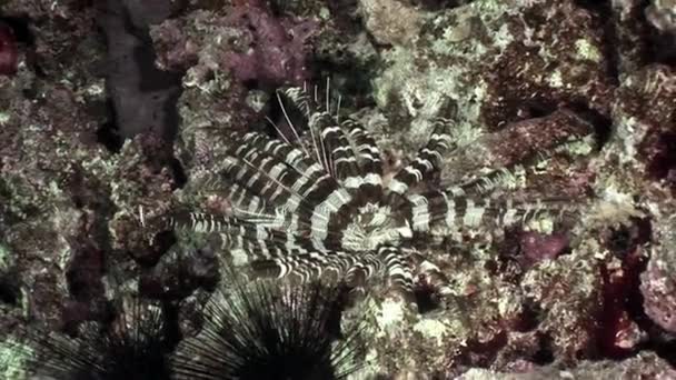 Vidéo de détente sous-marine sur le lis de mer Oligometra Serripinna de Shaab Sharm . — Video