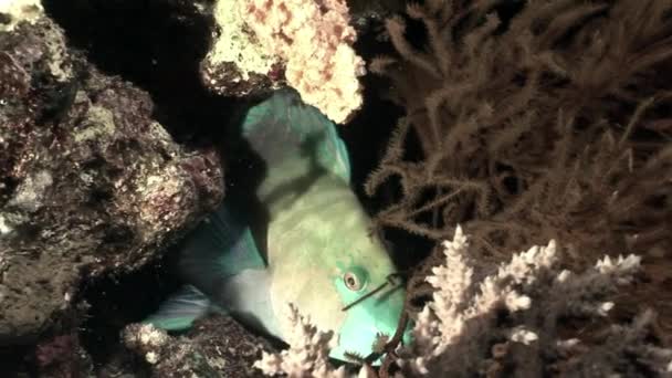 Pappagallo arrugginito Scarus Ferrugineus fa capolino da sotto il corallo Mar Rosso . — Video Stock