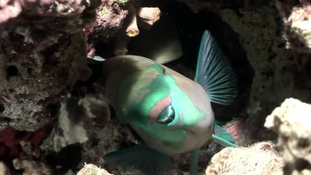 Rusty parrotfish Scarus Ferrugineus peeps out from under coral Red sea. — Stock Video