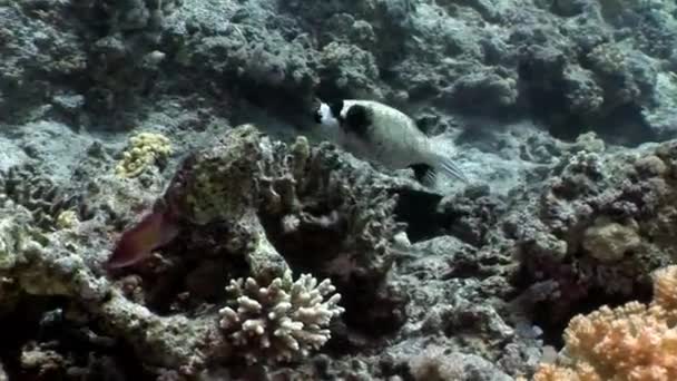 Pez globo enmascarado Arothron diadematus Tetraodontidae bajo el agua de Shaab Sharm . — Vídeo de stock