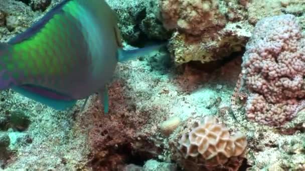 Pez loro oxidado Scarus Ferrugineus comer coral bajo el agua Mar Rojo . — Vídeos de Stock