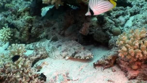 Pesce coccodrillo sott'acqua Mar Rosso . — Video Stock